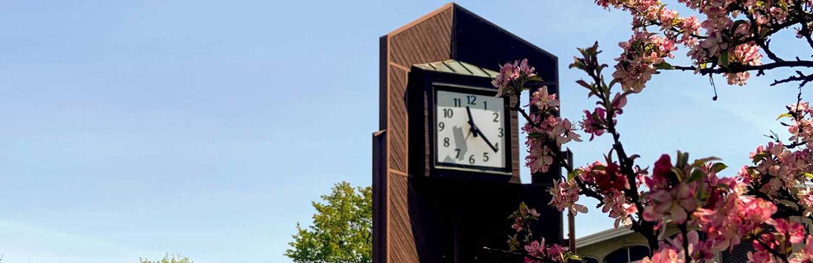 Clock tower on campus with cherry blossoms in foreground